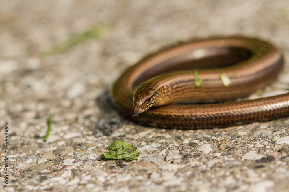 Blindschleiche