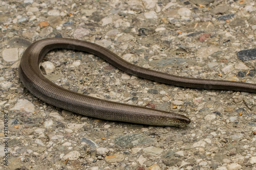Blindschleiche
