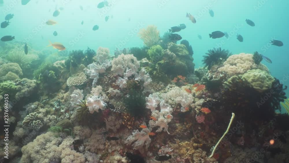 Tropical fish on coral reef at diving. Wonderful and beautiful underwater world with corals and tropical fish. Hard and soft corals. Philippines, Mindoro. Tropical fish on coral reef at diving. Wonderful and beautiful underwater world with corals and tropical fish. Hard and soft corals. Philippines, Mindoro.