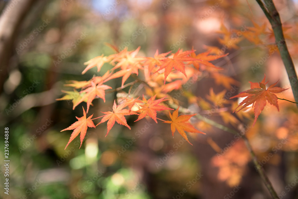 autumn(fall) leaves autumnleaves autumn(fall) leaves autumnleaves