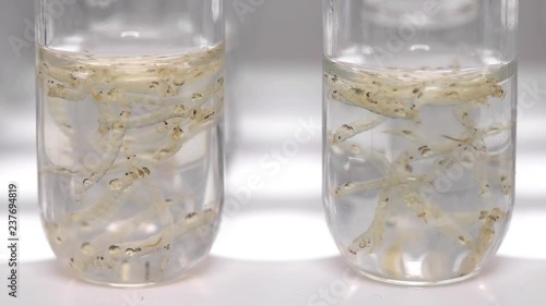 two test tubes with Chaoborus larvae photo