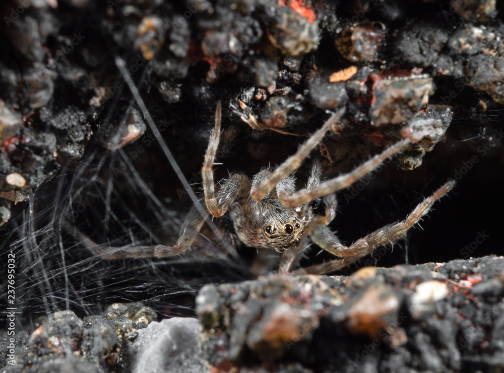 Macro Photo of Little Brown Spider with Spider Web Isolated on The Rock Macro Photo of Little Brown Spider with Spider Web Isolated on The Rock