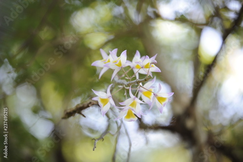Beautiful wild orchids. White flower with bokeh