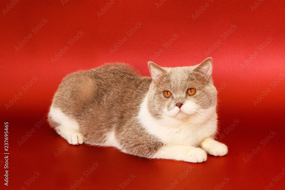 Beautiful cat on a red background. Purebred cat, British.