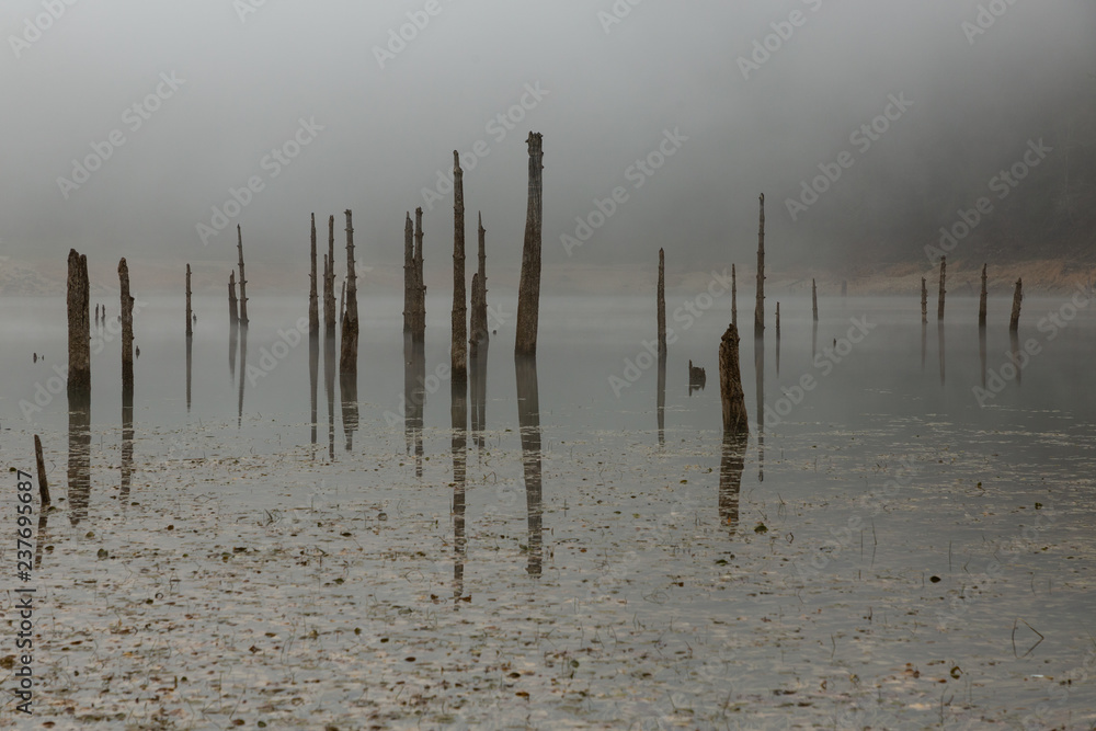 Sülüklü Göl (Leech Lake) with fog and decaying trees in the Bolu mountains of Turkey