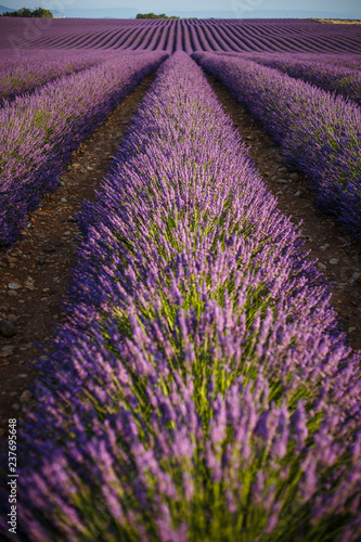 Lavander in Provence