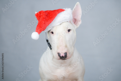 Portrait of bull terrier with christmas hat