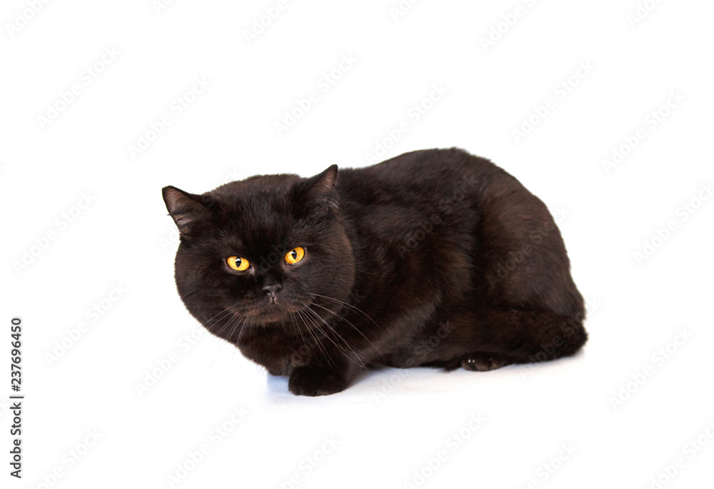 Beautiful black cat on a white background. Purebred cat, British. Plump, calm animal.