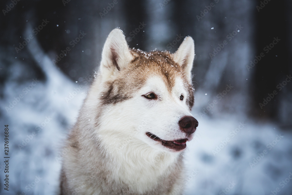 Profile Portrait of happy and free Siberian Husky dog sitting on the snow in the mysterious forest in winter
