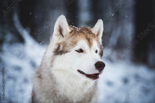 Profile Portrait of happy and free Siberian Husky dog sitting on the snow in the mysterious forest in winter © Anastasiia