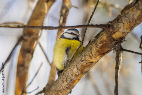 Great tit on a branch in spring/summer forest. bird blue titmouse sitting in the garden among the colorful branches.