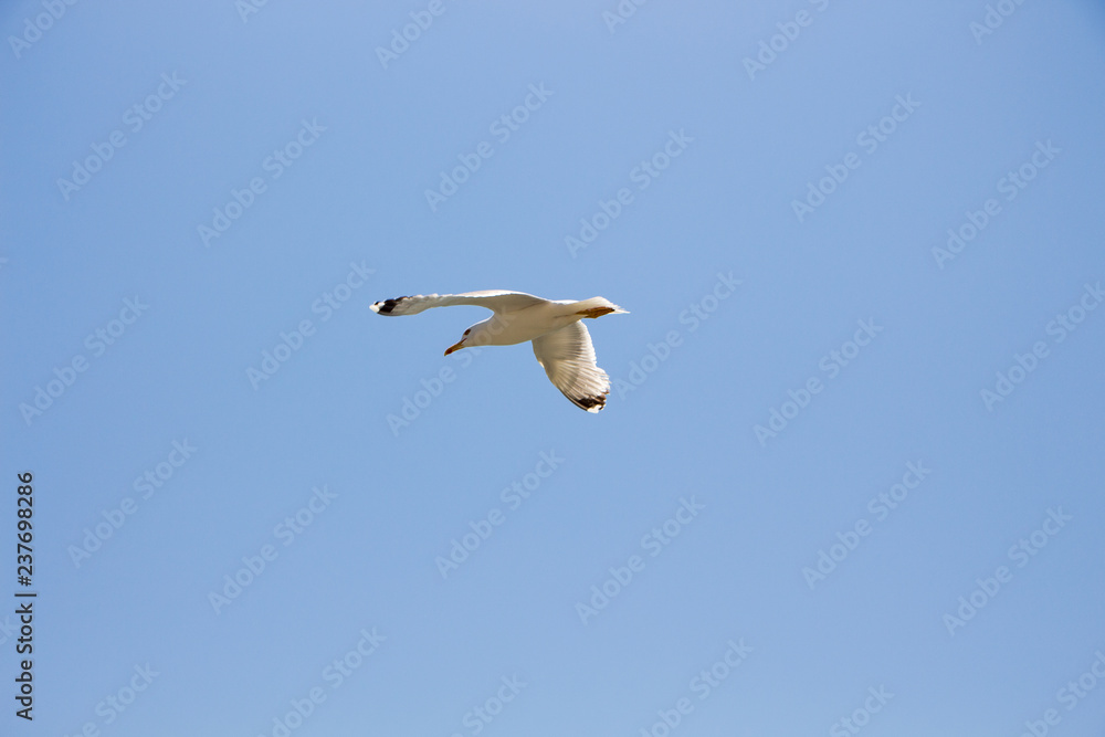 Gull. Seagull in flight against the blue sky.
