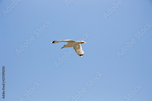 Gull. Seagull in flight against the blue sky.