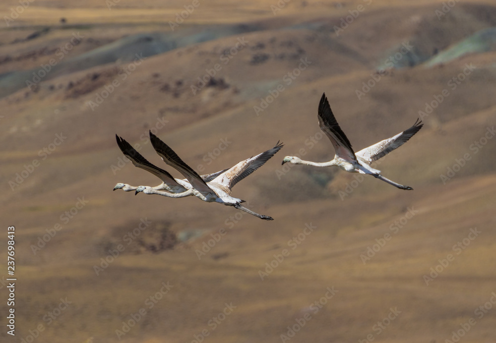 Van, Turkey - at the border with Iran, Van and its wonderful lake are splendid places to visit, with a stunning wildlife. Here in particular a colony of flamingos Van, Turkey - at the border with Iran, Van and its wonderful lake are splendid places to visit, with a stunning wildlife. Here in particular a colony of flamingos
