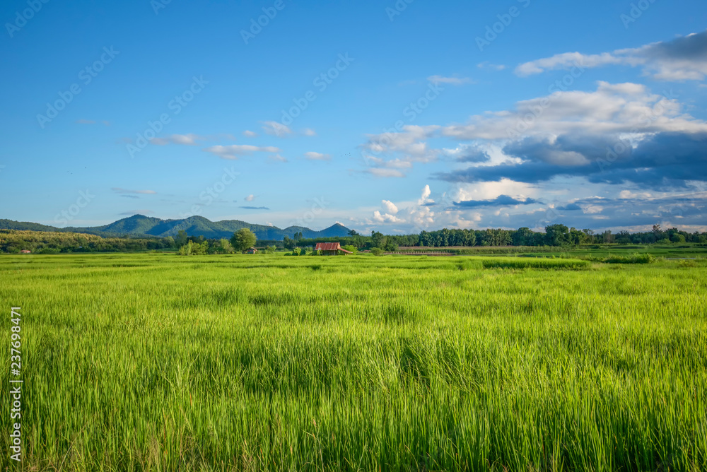 landscape of green field on bright day / view of countryside agriculture farm land