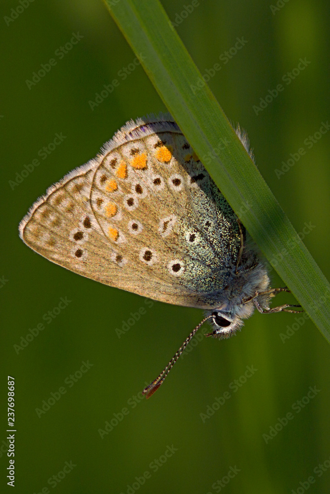 Obraz premium Butterfly Lycaenidae close-up