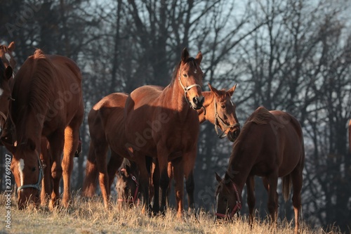 Fototapeta Naklejka Na Ścianę i Meble -  Horses on the background of late autumn trees