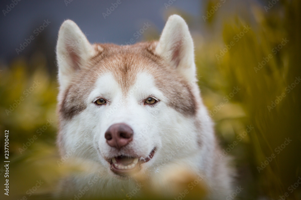 Close-up portrait of beautiful and happy dog breed siberian husky sitting in the evegreen bamboo thickets in winter