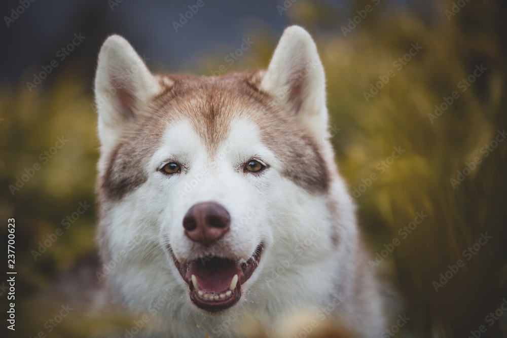 Close-up portrait of beautiful and happy dog breed siberian husky sitting in the evegreen bamboo thickets in winter