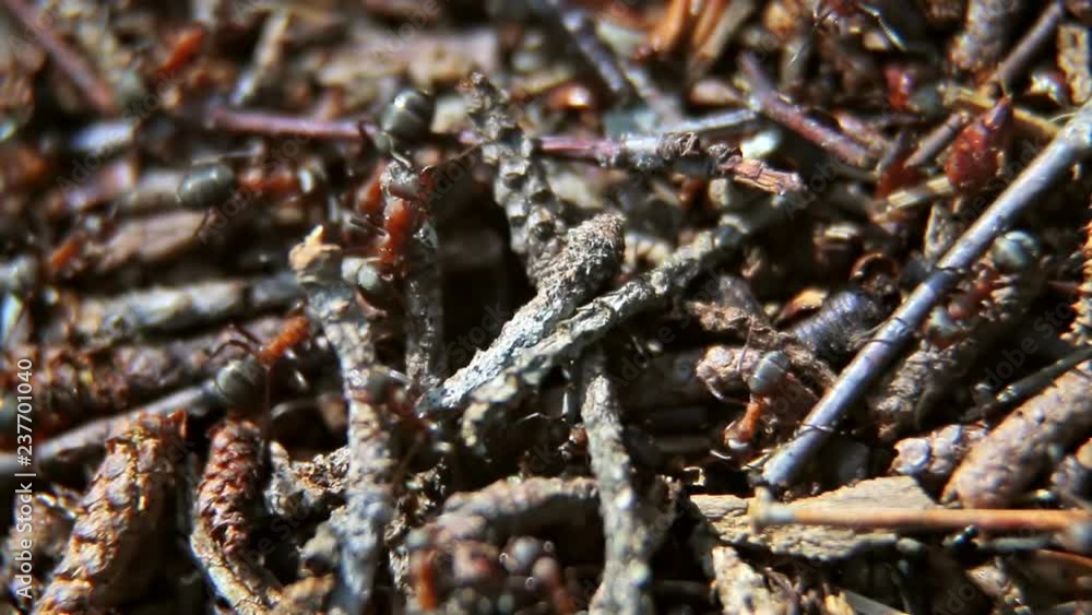 big red ants in an anthill in a pine forest. Soft focus, shallow depth of field. Time lapse big red ants in an anthill in a pine forest. Soft focus, shallow depth of field. Time lapse