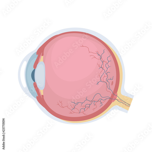 Human eyeball icon. Human eye structure. Vector illustration.