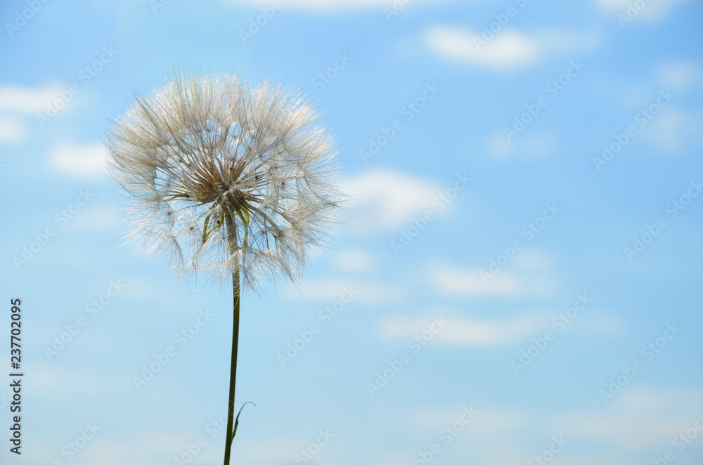 White fluffy flower against blue sky White fluffy flower against blue sky