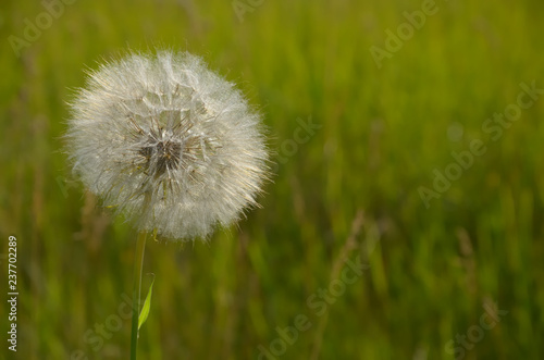 White fluffy flower on the background of green grass
