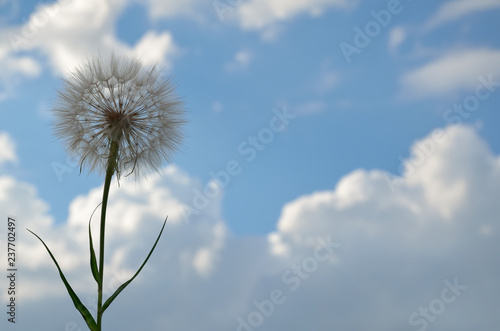 White fluffy flower against blue sky