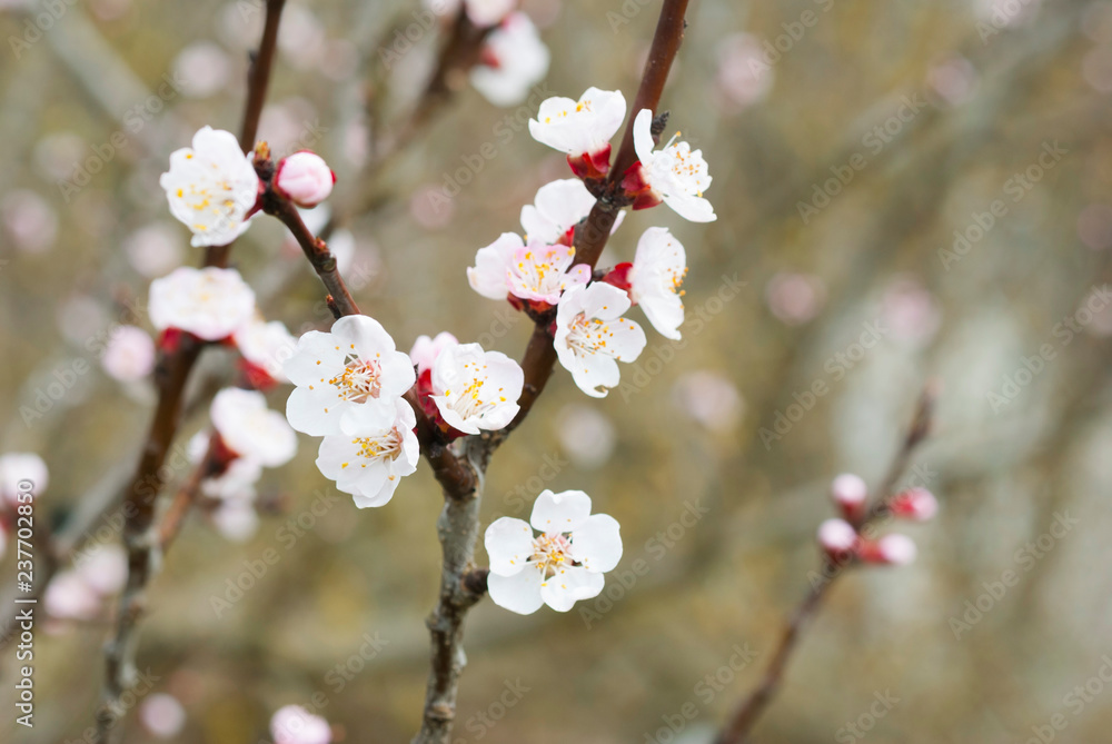 almond blossosms at springtime almond blossosms at springtime