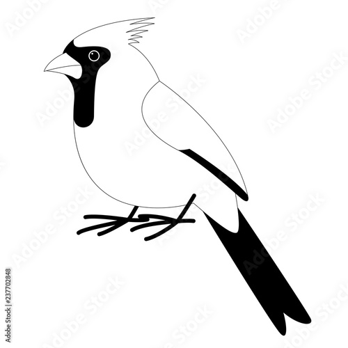  cardinal bird , vector illustration ,  lining draw