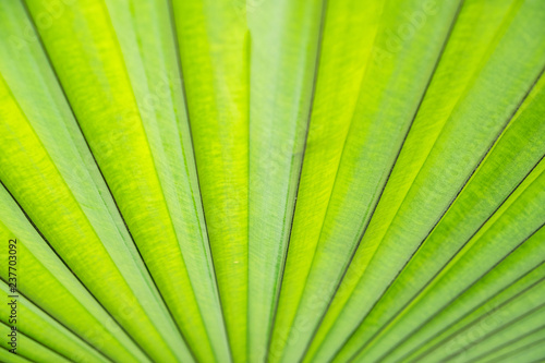 Blurred for background.Lines of green palm leaves use as background.