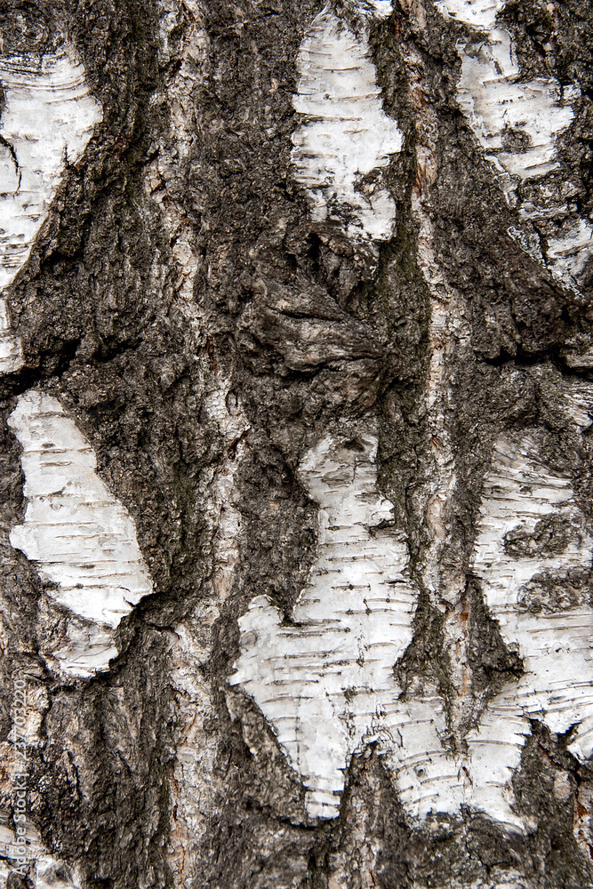 Obraz premium Birch bark texture as abstract background