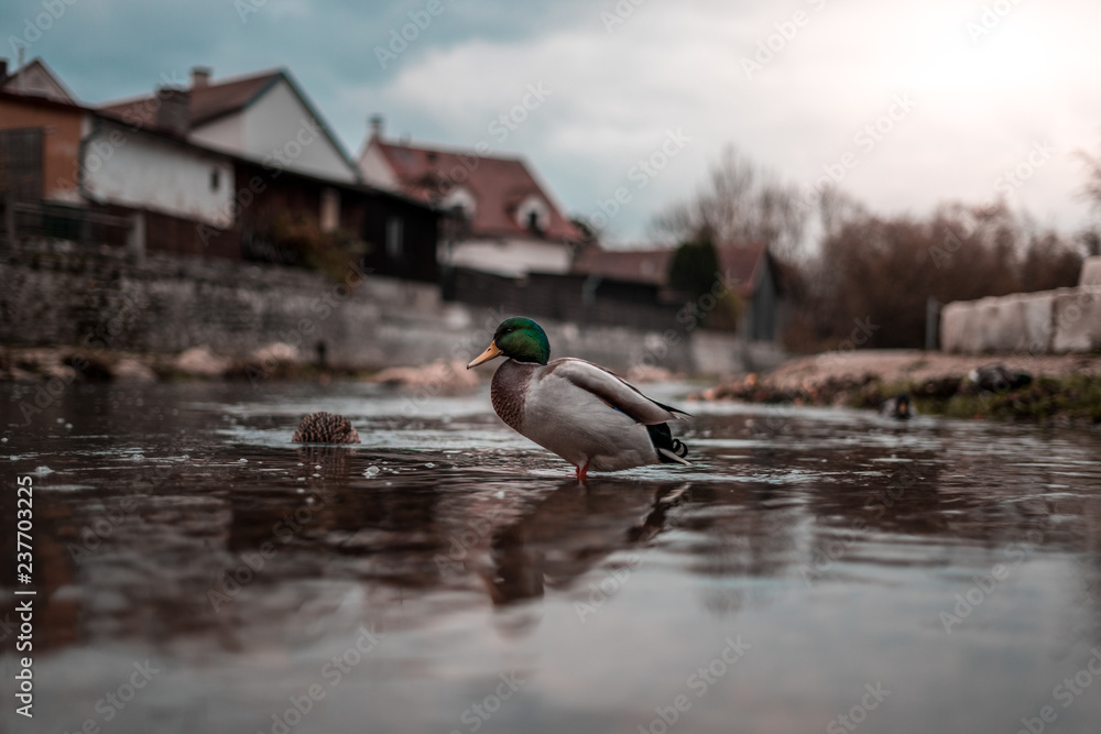 Duck in the middle of a river