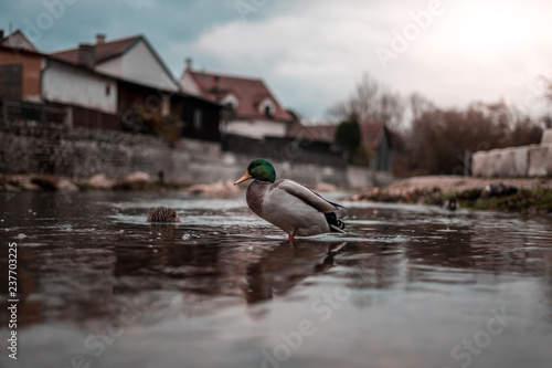 Obraz na płótnie Duck in the middle of a river w salonie