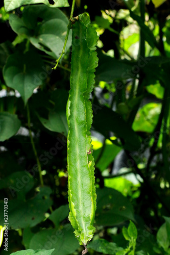 Winged bean at garden