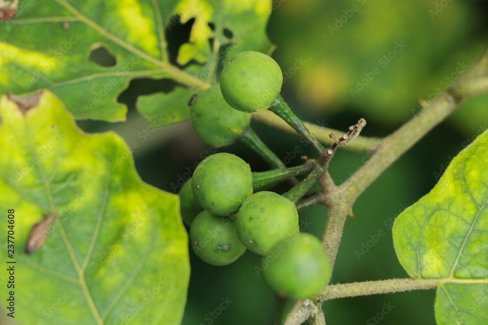 Fototapeta premium Turkey berry at garden
