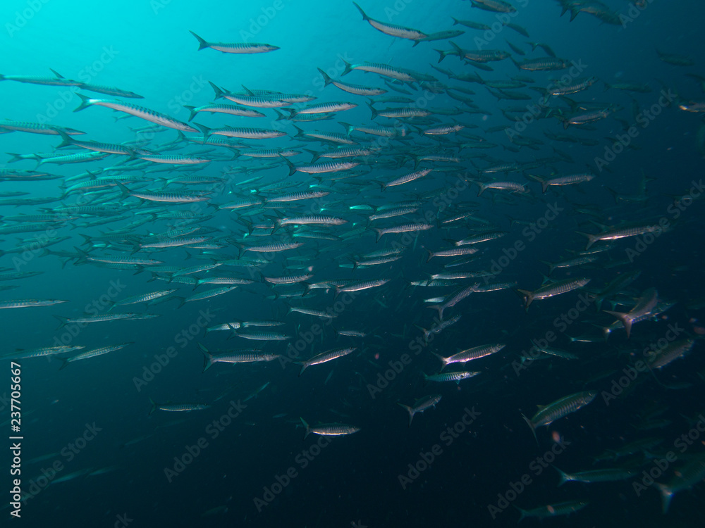 School of Chevron Barracudas School of Chevron Barracudas