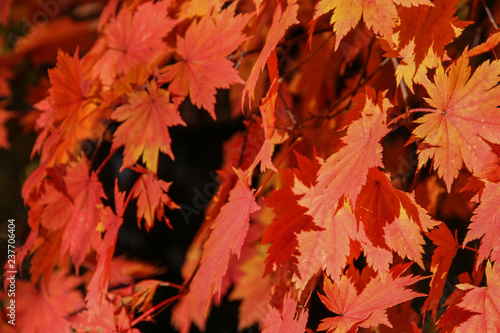 autumn leaves background © Liudmila Saveleva