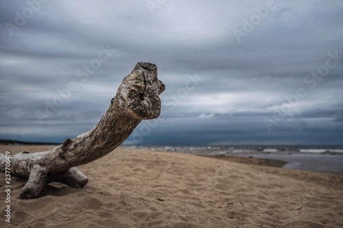 driftwood on the beach photo