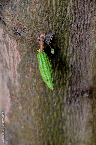 Cacao flower on tree photo