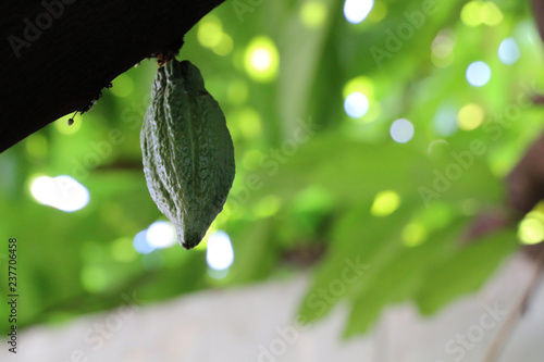 Cacao flower on tree