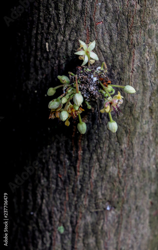 Cacao flower on tree photo