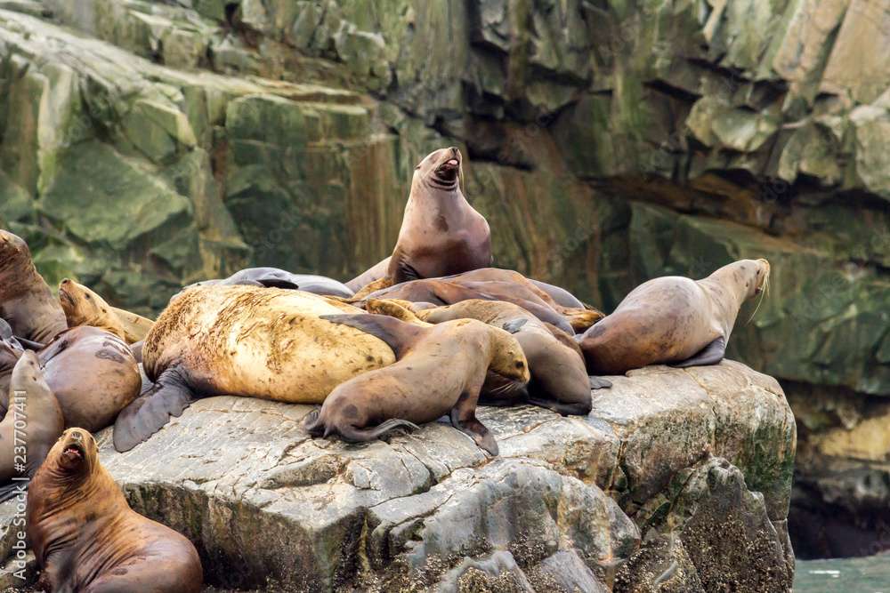 Obraz premium Colony of sea lions (Eumetopias jubatus) on the rock, Russia, Kamchatka, nearby Cape Kekurny, Russian bay