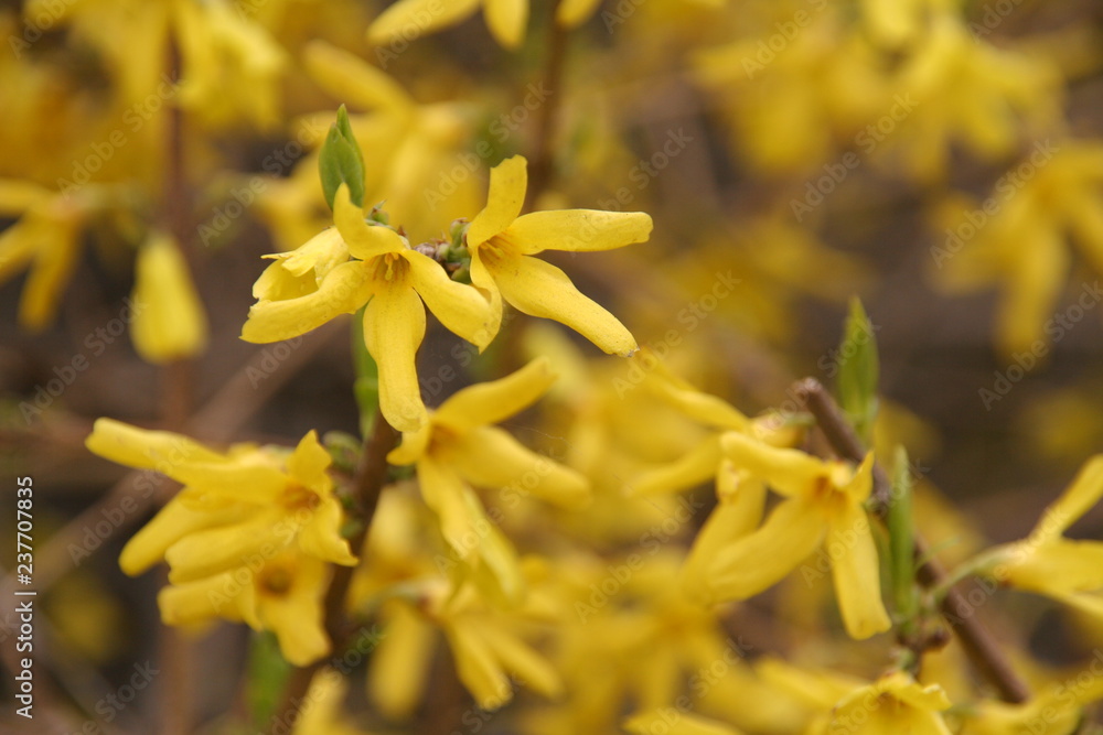 Obraz premium yellow flowers