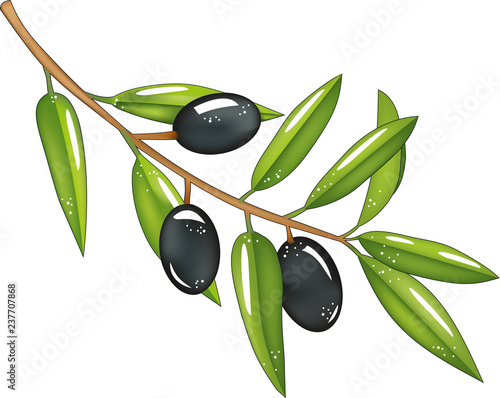 Branch with olives, black olives, green leaves, isolated food, vegetable vector, product for the manufacture of olive oil, designer element