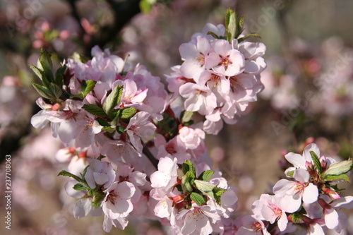 blooming cherry tree in spring © Liudmila Saveleva