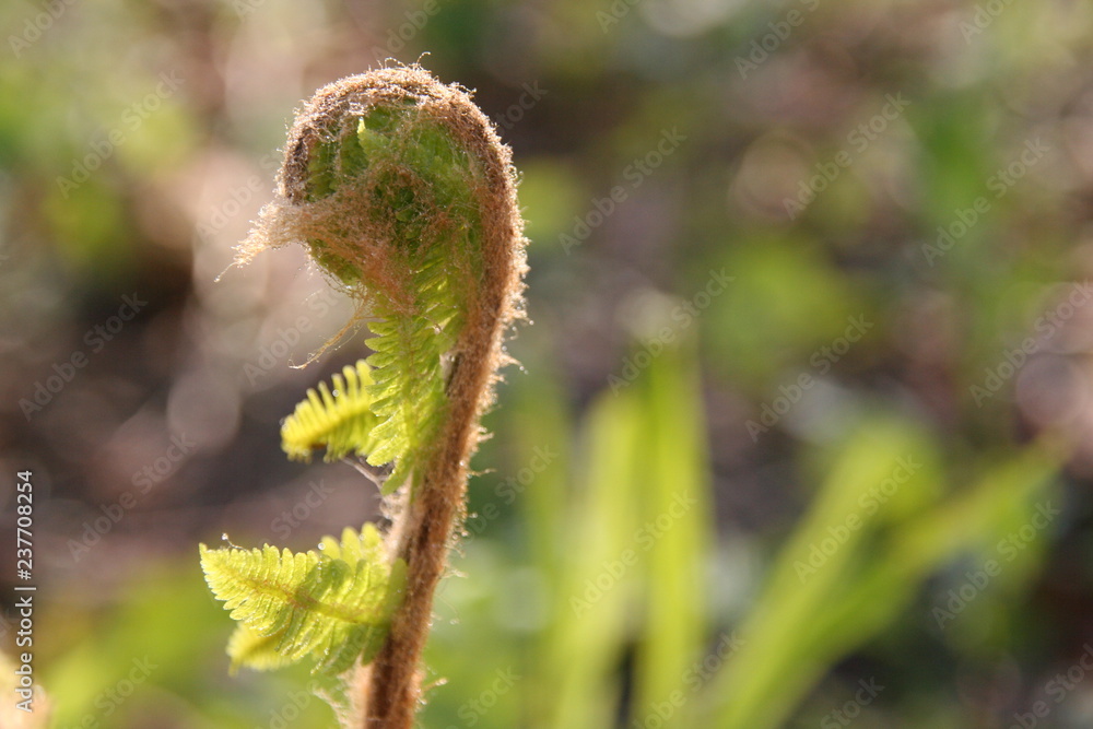 Fototapeta premium fern in forest