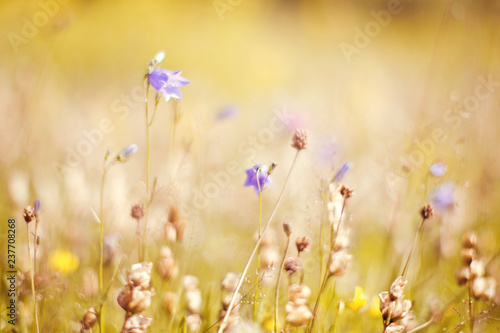 Fototapeta Naklejka Na Ścianę i Meble -  Flowers