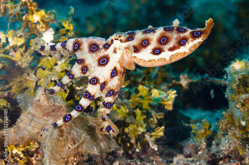 Greater blue-ringed octopus (Hapalochlaena lunulata) on a reeftop, Lembeh Strait, Indonesia photo