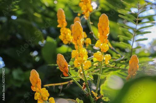 Acapulo in garden